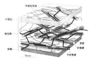 求个纤维素 半纤维素 木质素的立体结构图