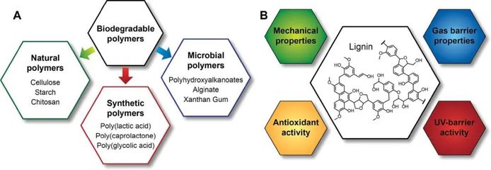 Biomacromolecules:木质素在食品包装、抗菌和农业应用中的机遇和挑战