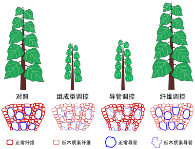 分子植物卓越中心在木质素合成的精准调控研究中获进展