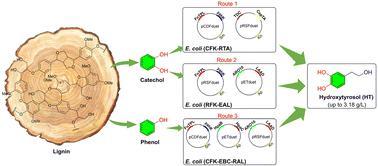 木质素衍生苯酚和邻苯二酚到羟基酪醇的一步法生物催化升级
