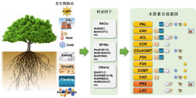 浙农林综述木本植物中木质素生物合成和积累对非生物胁迫的响应